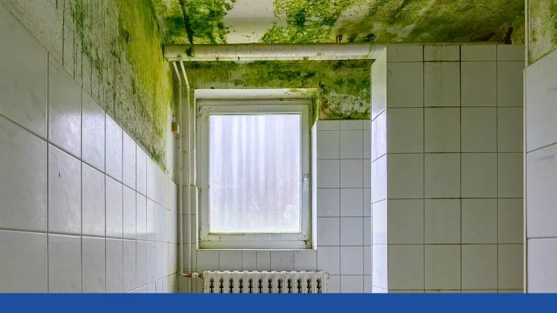 Remediation and Mold Removal Services